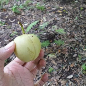 buah pala yang baru dipetik buah pala yang baru dipetik