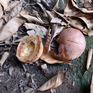 daging buah pala yang mengering daging buah pala yang mengering