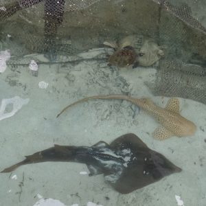 guitar shark and zebra/australian leopard shark guitar shark and zebra/australian leopard shark