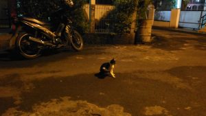 memotret kondisi low-light