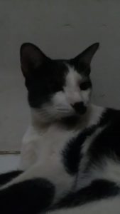 hasil foto Acer Liquid Z320 dalam ruangan tanpa flash