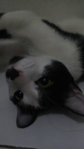 hasil foto Acer Liquid Z320 dalam ruangan tanpa flash