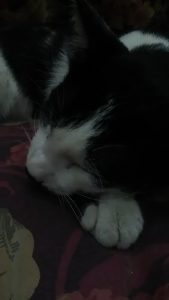 hasil foto Acer Liquid Z320 foto normal tanpa flash