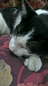 hasil foto Acer Liquid Z320 dengan tombol Magic Bright