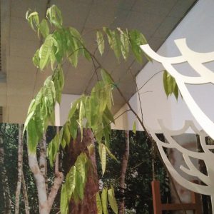 pohon kapur (Dryobalanops aromaticum) berusia 7 tahun pohon kapur (Dryobalanops aromaticum) berusia 7 tahun