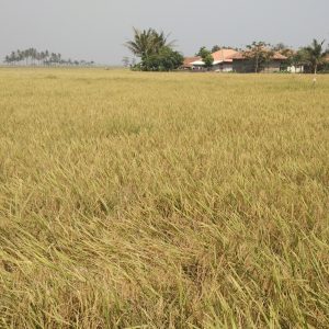sawah menguning siap panen