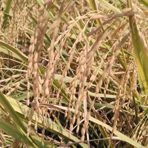 bulir padi menguning bulir padi menguning