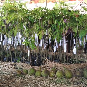 bibit pohon sukun bibit pohon sukun