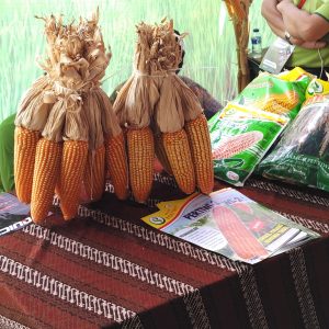 varietas jagung Pertiwi-2 varietas jagung Pertiwi-2