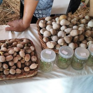 varietas kentang varietas kentang