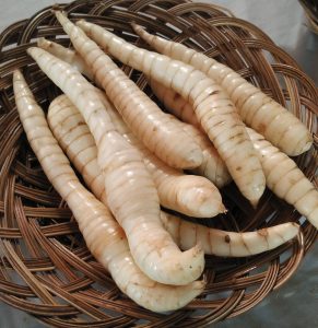 wpid-ubi garut (Maranta arundinacea).jpg wpid-ubi garut (Maranta arundinacea).jpg