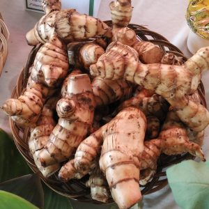 ganyong (Canna edulis) ganyong (Canna edulis)