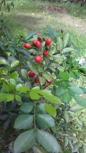 hasil foto kamera utama Acer Liquid Z330 hasil foto kamera utama Acer Liquid Z330