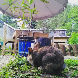 kelinci Warung Modjok