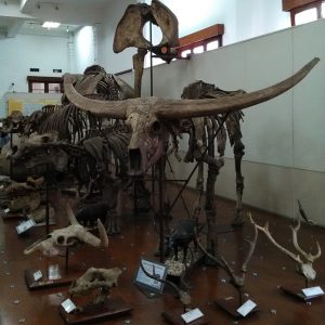 koleksi fosil di Museum Geologi