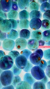 hasil kamera Lineage OS dengan mode Negatif