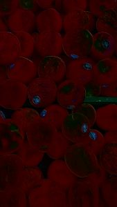 hasil kamera Lineage OS dengan mode Neon