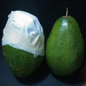 memeram alpukat dengan menggunakan tisu (kiri) dan tusuk gigi (kanan)