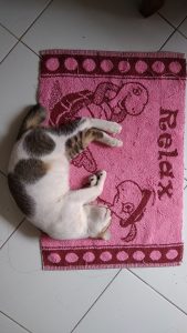 foto hasil kamera Xiaomi Redmi 5A