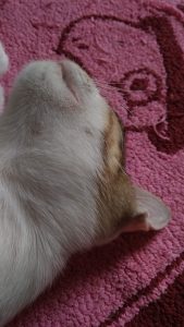 foto hasil kamera Xiaomi Redmi 5A