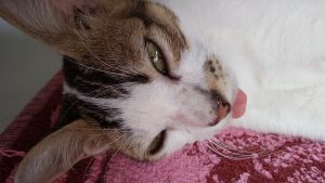 foto hasil kamera Xiaomi Redmi 5A