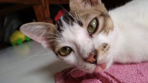 foto hasil kamera Xiaomi Redmi 5A