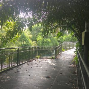 jembatan Forest Walk, The Southern Ridges jembatan Forest Walk, The Southern Ridges