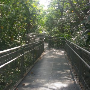 jembatan Forest Walk, The Southern Ridges jembatan Forest Walk, The Southern Ridges