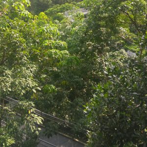 , The Southern Ridges , The Southern Ridges