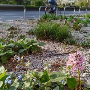 bunga di pinggir jalan bermekaran