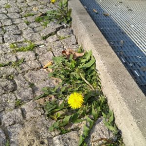 bunga tumbuh di sela-sela beton