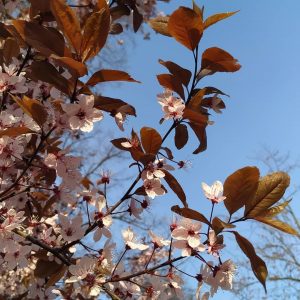 bunga sakura mekar