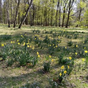 bunga-bunga bermekaran