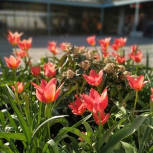 bunga-bunga bermekaran