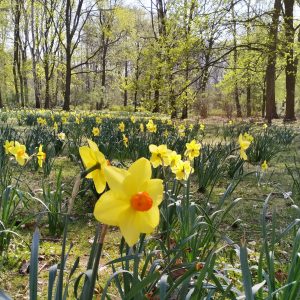 bunga-bunga bermekaran