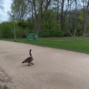 angsa berleher pendek angsa berleher pendek