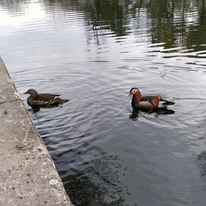 sepasang bebek mandarin