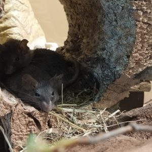 salah satu koleksi hewan di Biosphäre Potsdam salah satu koleksi hewan di Biosphäre Potsdam