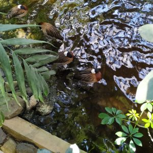 bebek berleher putih bebek berleher putih