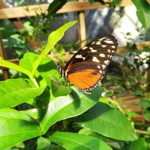 kupu-kupu emas (Heliconius hecale)