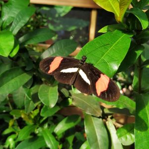 kupu-kupu Red Postman (Heliconius erato) kupu-kupu Red Postman (Heliconius erato)