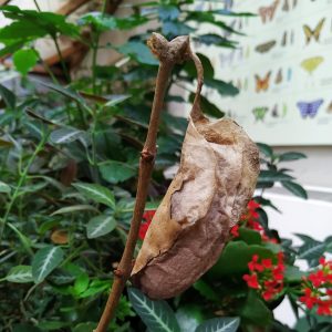 sisa kepompong kupu-kupu atlas (Attacus atlas) sisa kepompong kupu-kupu atlas (Attacus atlas)