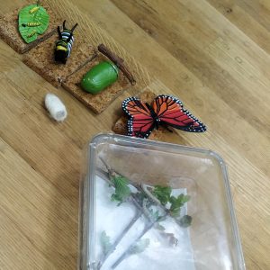 alat peraga siklus kupu-kupu dan ulat hidup alat peraga siklus kupu-kupu dan ulat hidup