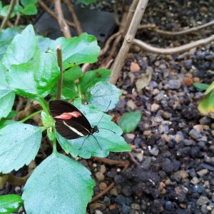 kupu-kupu Red Postman (Heliconius erato) kupu-kupu Red Postman (Heliconius erato)