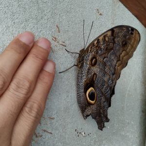 kupu-kupu burung hantu (Caligo memnon) kupu-kupu burung hantu (Caligo memnon)