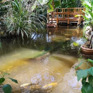 kolam di depan Kafe Tropencamp