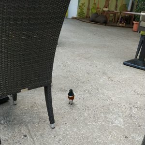 burung bebas berkeliaran di kafe Tropencamp burung bebas berkeliaran di kafe Tropencamp