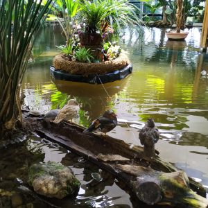 bebek berteduh di kolam terbuka bebek berteduh di kolam terbuka