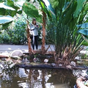 bebek berteduh di kolam terbuka bebek berteduh di kolam terbuka