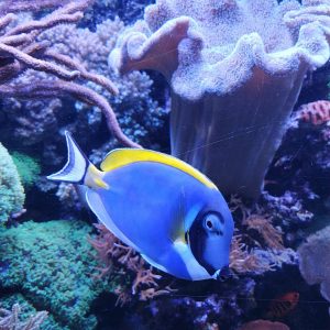 Powderblue surgeonfish (Acanthurus leucosternon) Powderblue surgeonfish (Acanthurus leucosternon)